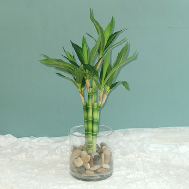 Nowy 40cm rFtificial Lucky Bam – Echeveria Succulent recenzja i cena