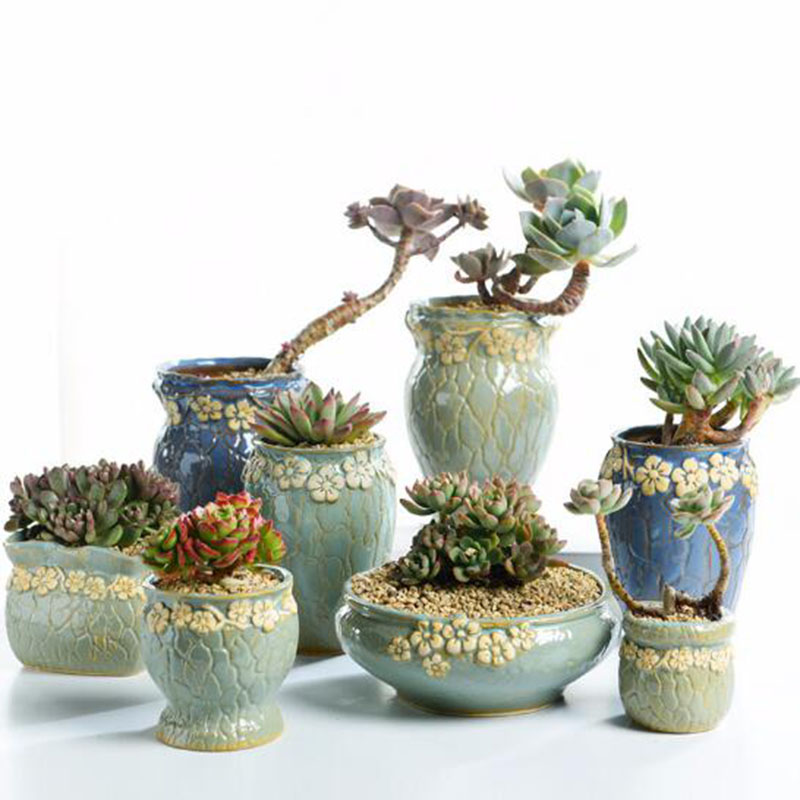 Sukulenty doniczka mały i śred – Echeveria Succulent recenzja i cena