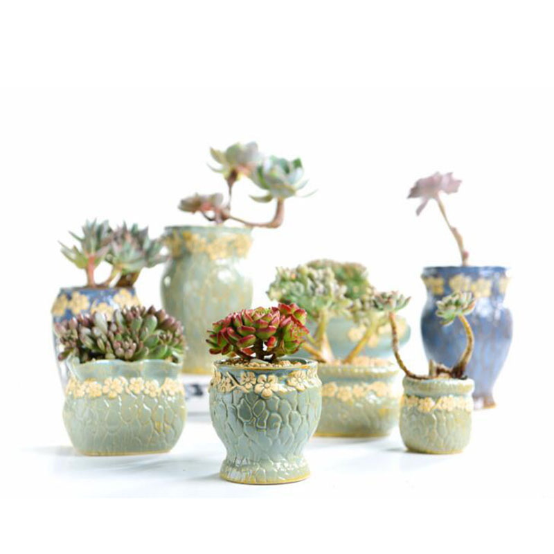 Sukulenty doniczka mały i śred – Echeveria Succulent recenzja i cena