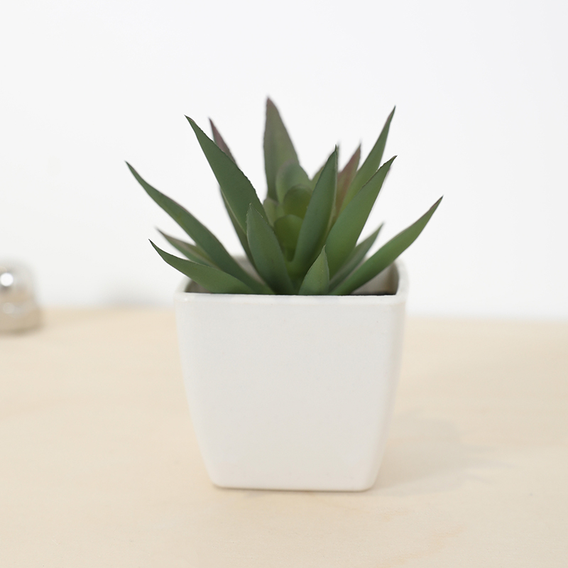 Mini sztuczny soczysty kubek w – Echeveria Succulent recenzja i cena